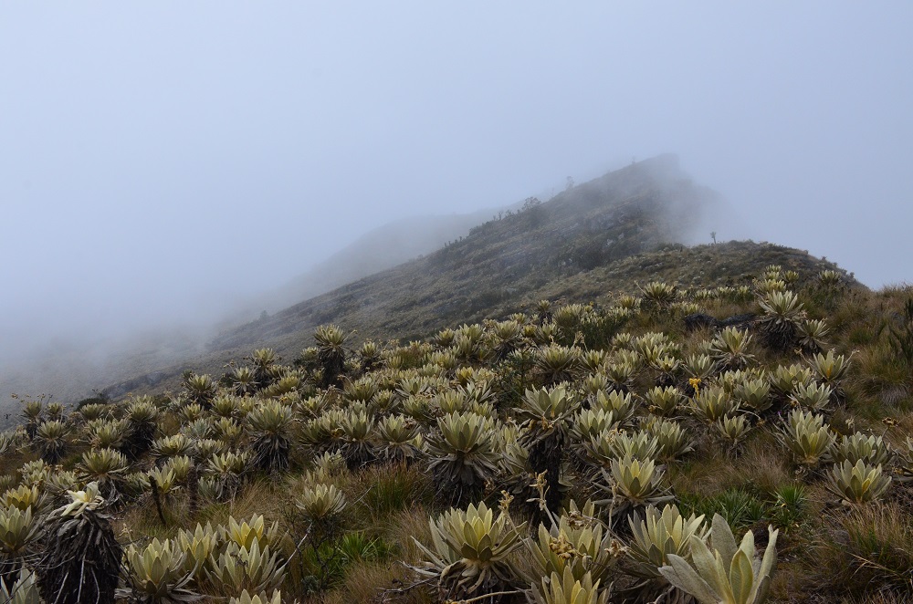 Páramo de Guerrero