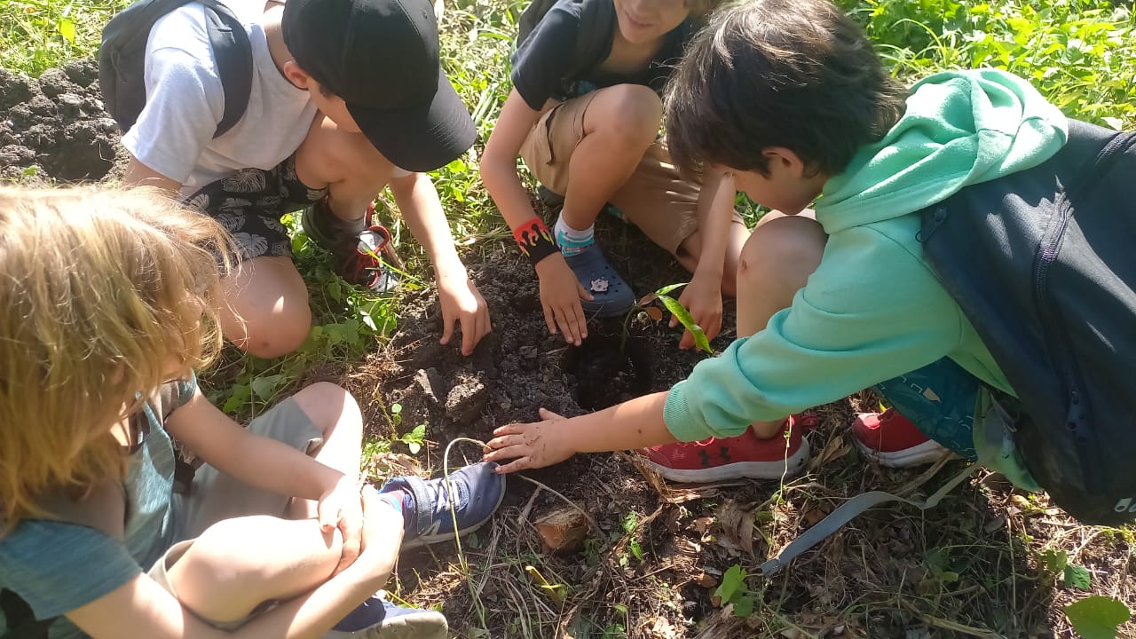 siembra de árboles empresariales